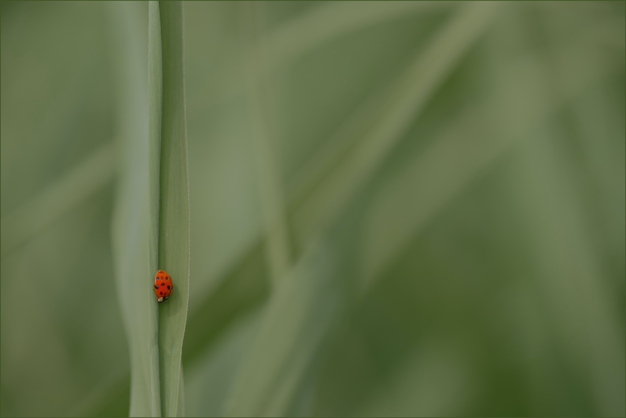 Macro   bijlijbos1